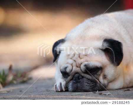 portraits photo of a lovely white fat cute pug dog portraits photo of a lovely white fat cute pug dog 29188245