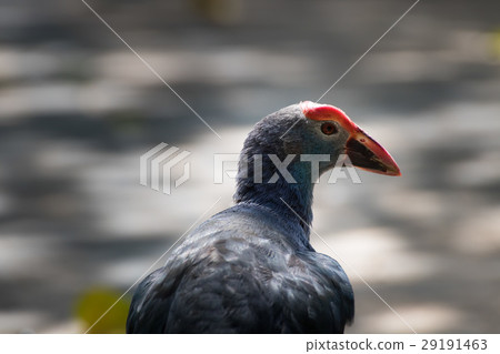 Portrait of swamphen bird from Thailand 29191463