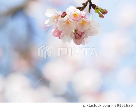 Sakura Up Sakura Up 29191689