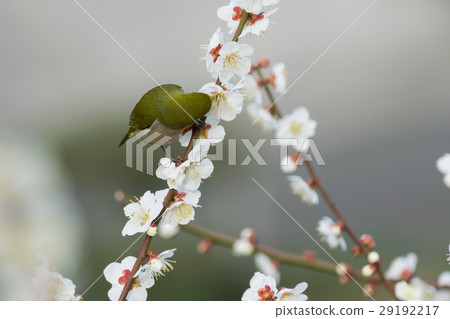 中小熊來到Minami Takumi的花頭一側 29192217