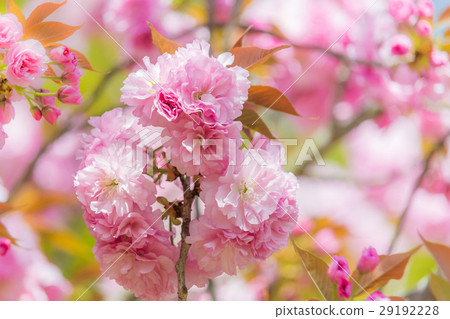 Double cherry blossoms in full bloom 29192228