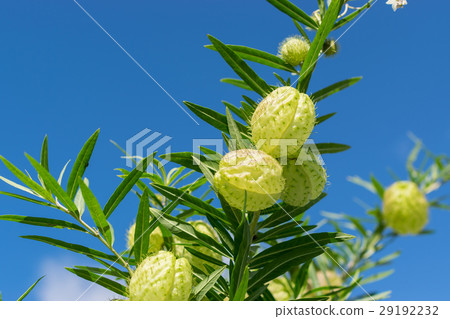 Fusenia towata 29192232