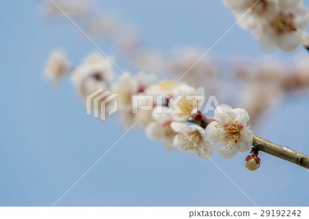 One plum from the flower of Ume Minami Takumi 29192242