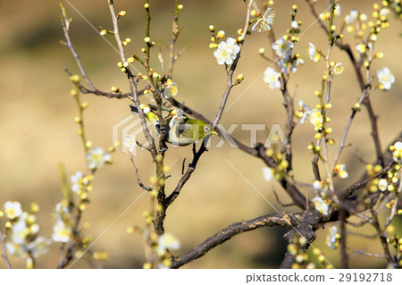 Mejiro on plum 29192718