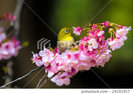 Cherry blossom viewer Cherry blossom viewer 29192957