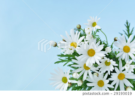 瑪格麗特的花束 29193019