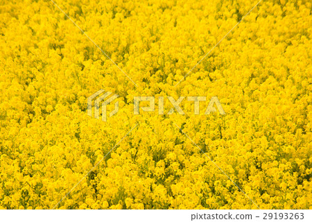 At the Atsumi Peninsula and Nanohana Field At the Atsumi Peninsula and Nanohana Field 29193263