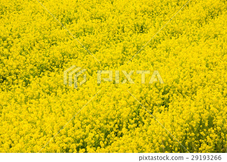 At the Atsumi Peninsula and Nanohana Field 29193266