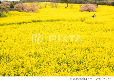 At the Atsumi Peninsula and Nanohana Field 29193268
