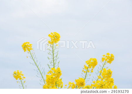 At the Atsumi Peninsula and Nanohana Field At the Atsumi Peninsula and Nanohana Field 29193270