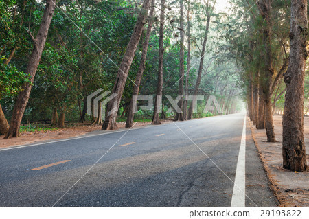 On the way with sunrise morning pine wood highway On the way with sunrise morning pine wood highway 29193822