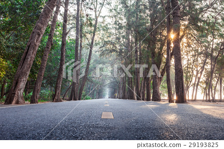 On the way with sunrise morning pine wood highway On the way with sunrise morning pine wood highway 29193825