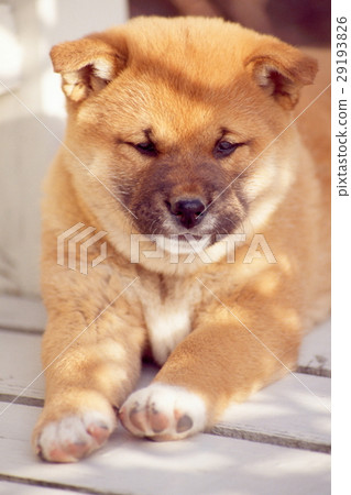 Cute little puppy 29193826