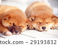 Cute little puppy Cute little puppy 29193832
