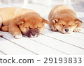 Cute little puppy Cute little puppy 29193833