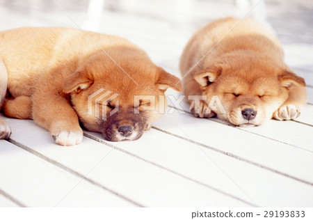 Cute little puppy Cute little puppy 29193833