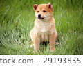 Cute little puppy Cute little puppy 29193835