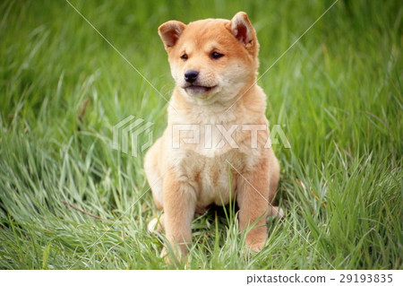 Cute little puppy 29193835