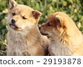 Cute little puppy Cute little puppy 29193878