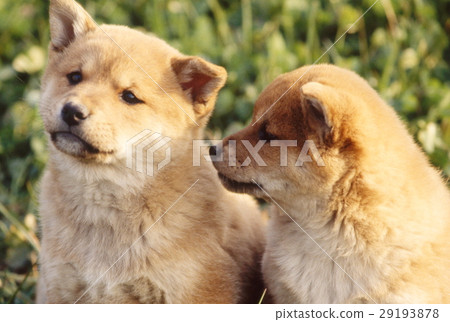 Cute little puppy Cute little puppy 29193878