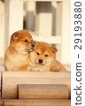 Cute little puppy Cute little puppy 29193880