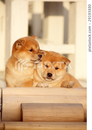 Cute little puppy 29193880