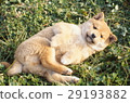Cute little puppy Cute little puppy 29193882