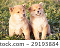 Cute little puppy Cute little puppy 29193884