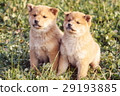 Cute little puppy Cute little puppy 29193885