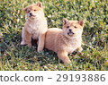 Cute little puppy Cute little puppy 29193886