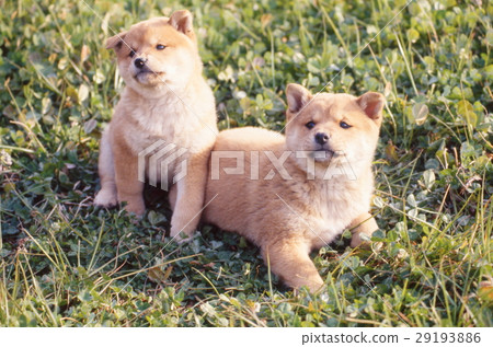 Cute little puppy Cute little puppy 29193886
