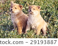Cute little puppy Cute little puppy 29193887