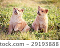 Cute little puppy Cute little puppy 29193888