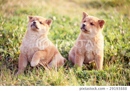 Cute little puppy Cute little puppy 29193888
