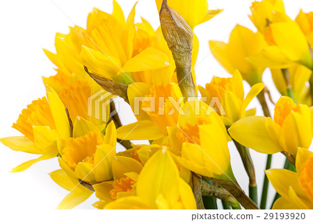 Spring floral border, beautiful fresh daffodils 29193920