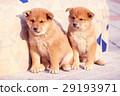 Cute little puppy Cute little puppy 29193971