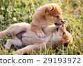 Cute little puppy Cute little puppy 29193972