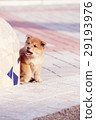 Cute little puppy Cute little puppy 29193976