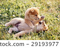 Cute little puppy Cute little puppy 29193977