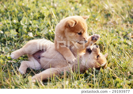 Cute little puppy Cute little puppy 29193977