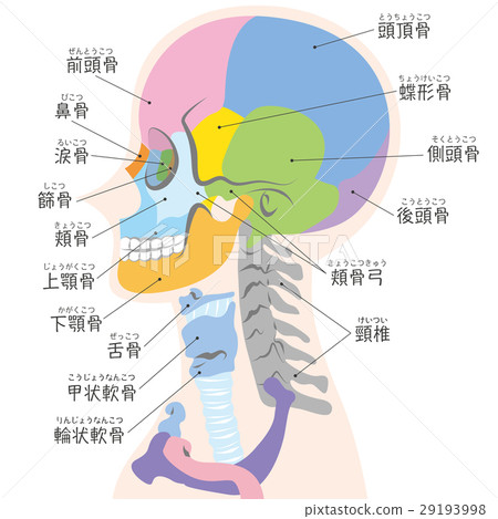 A diagram of the skull seen from the side (entered name) A diagram of the skull seen from the side (entered name) 29193998