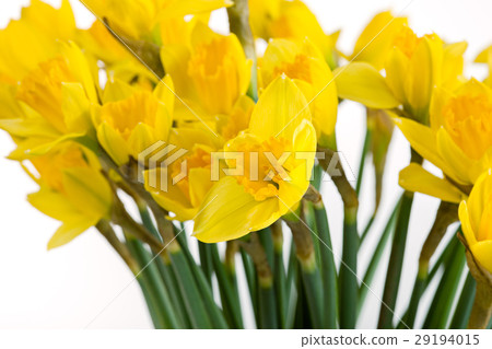 Spring floral border, beautiful fresh daffodils 29194015