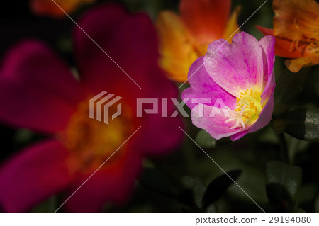 close up of Portulaca flower 29194080