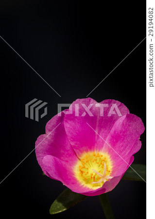 close up of Portulaca flower 29194082