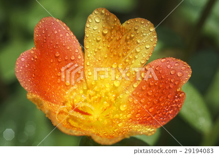 close up of Portulaca flower with water drop 29194083