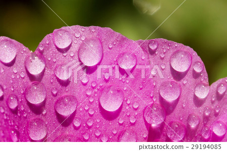 extreme close up of Portulaca with water drop 29194085