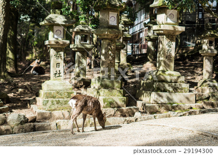A deer 29194300