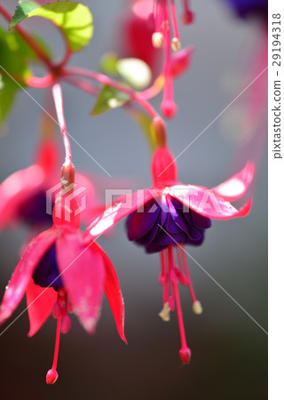 吊鐘花 燈籠花 鈴兒花 倒掛金鐘 29194318