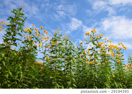 Jerusalem artichoke flowers in the autumn sky 29194393