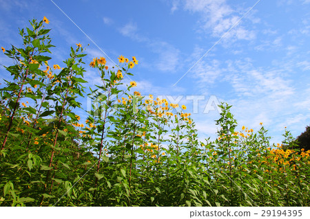 Jerusalem artichoke flowers in the autumn sky Jerusalem artichoke flowers in the autumn sky 29194395